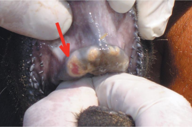 Dental pad of a goat with an arrow pointing to a scarred off-white and pink lesion Dental pad of a goat with an arrow pointing to a scarred off-white and pink lesion