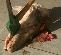 Sheep’s head with lower jaw split to provide stability