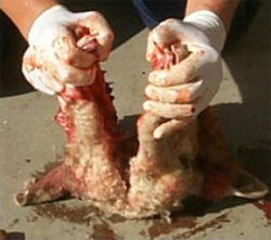 Sheep's head with split nose 