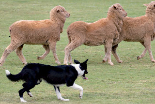 Dog working with sheep on the farm