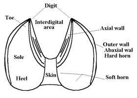 Hand drawn image of sheep's foot