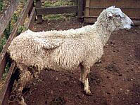 Very thin sheep in a fenced yard