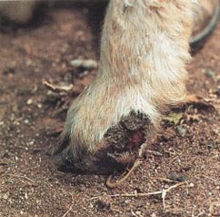 Lamb's hoof showing scabbing