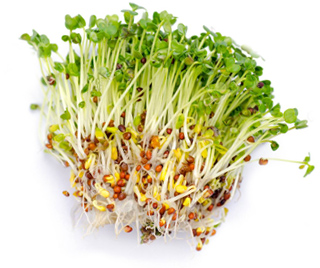 Bunch of seed sprouts