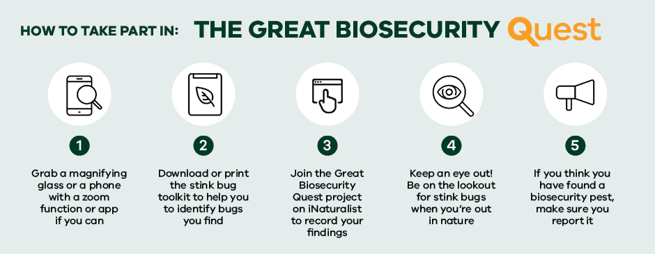 Image describes how to take part in the Biosecurity Quest. Step One - Grab a magnifying glass or phone with a zoom function or app if you can. Step Two - Download or print the toolkit to help you to identify plant pests. Step Three - Keep an eye out! Be on the lookout when you're out in nature. Step Four - Come back and tell us your results. If you think you have found a biosecurity pest, make sure you report it.
