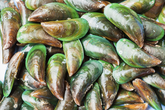Image of Asian green mussel. The scientific name, Perna viridis. This image was taken by PERSA.