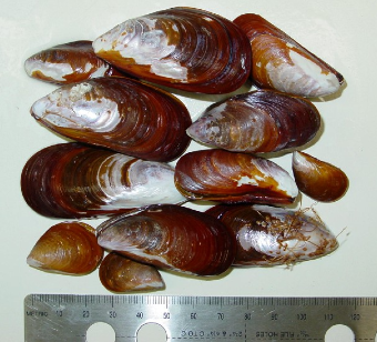 Image of Charru mussel. The scientific name, Mytella strigata. This image was taken by DAWE.