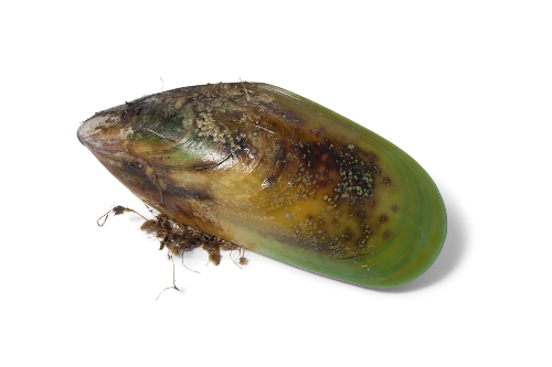 Image of New Zealand green-lipped mussel. The scientific name, Perna canaliculus.