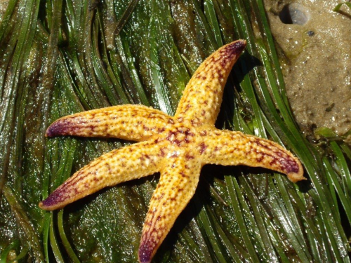 Image of Northern pacific Seastar. The scientific name, Asterias amurensis. This image was taken by J. Lewis.