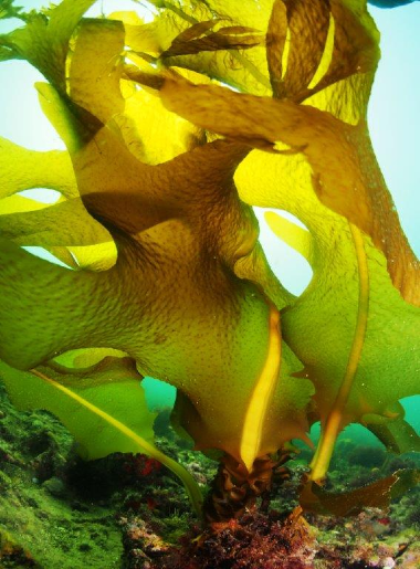 Image of Wakame. The scientific name, Undaria pinnatifida. This image was taken by P. Watson.