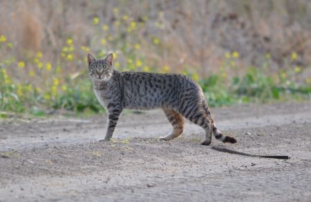 Feral cat standing on dirt road