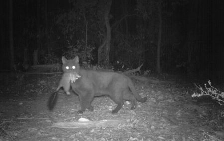 Feral cat at night with prey in mouth