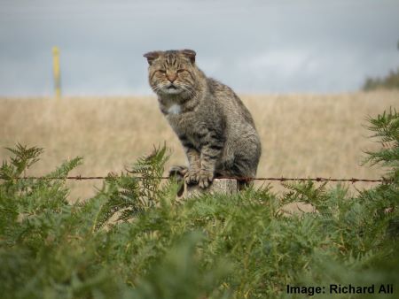Feral cat standing on tree stump