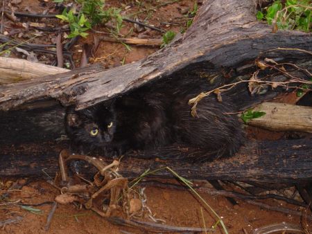Black feral cat hiding under tree trunk
