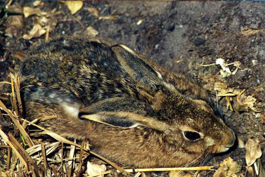 Figure 2: European hare hiding in a form Hare laying in a depression in the ground, surrounded by leaves and twigs