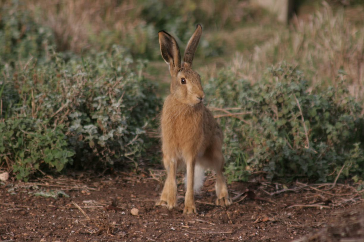 Figure 1: European hare on alert Hare standing in front of vegetation
