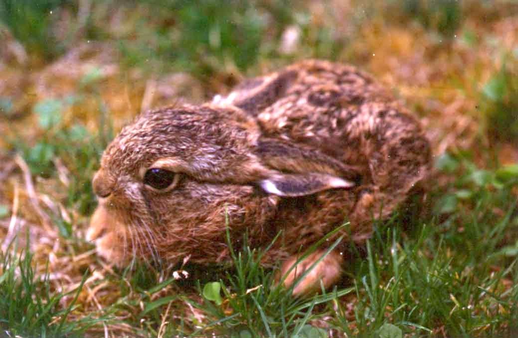 Figure 3: Newborn leveret Leveret in grass