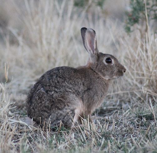 Figure 1: European rabbit on high alert Rabbit, side profile, sitting in dry, grassy paddock