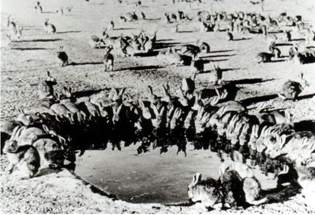 Black and white photo, 50 rabbits sitting around edge of dam drinking, rabbits scattered around paddock in background