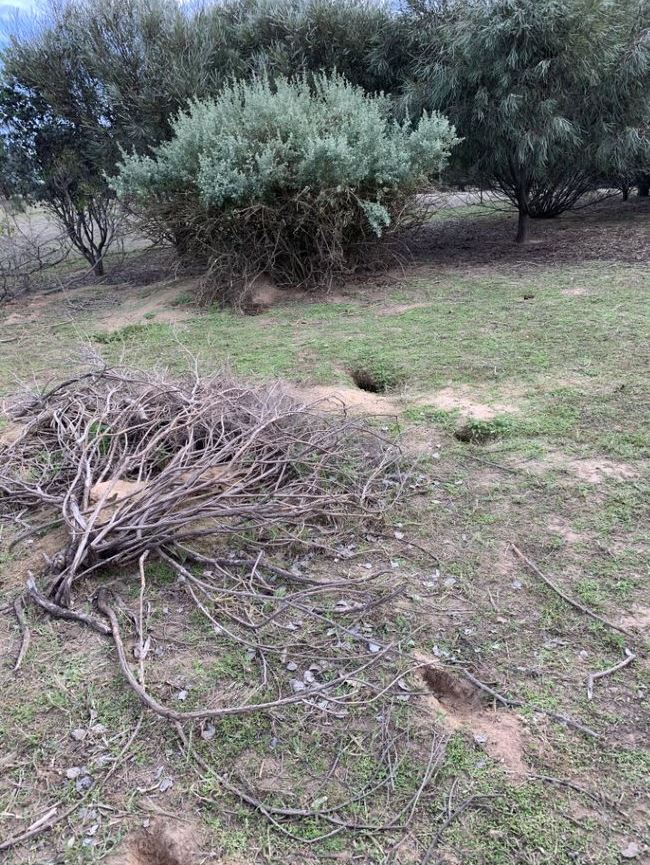 Dry paddock. Four rabbit burrows in foreground. Green trees in background