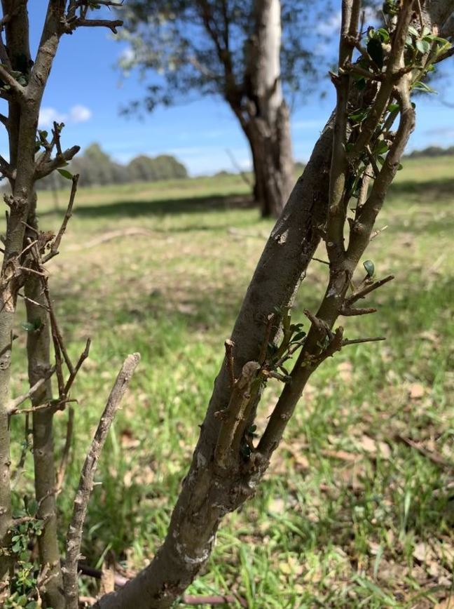 Tree planting, close up, branches cut short on 45 degree angle, green grass behind