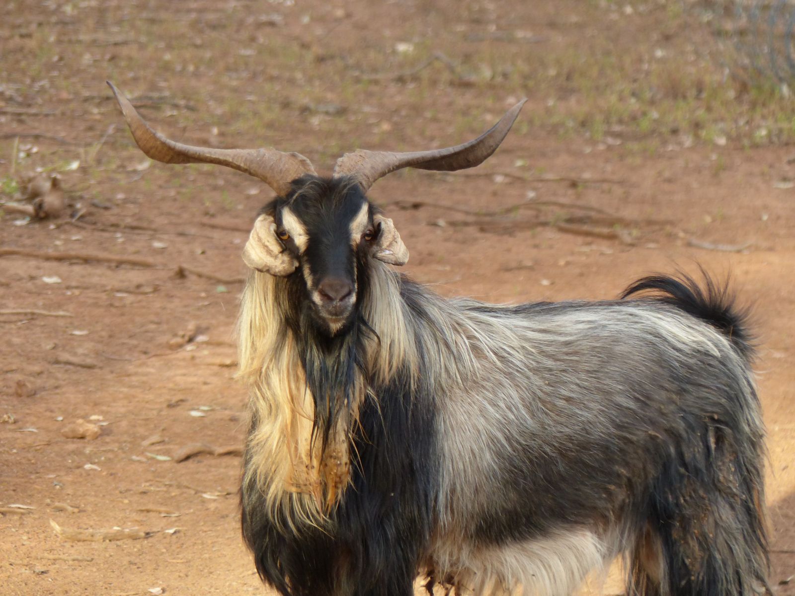 Feral goat with large horns, mix of black blonde and white long hair
