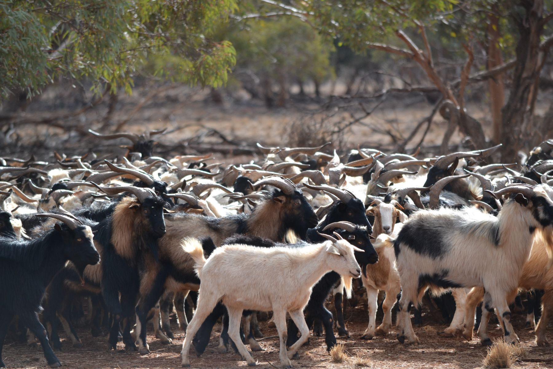  Large herd of goats being mustered.