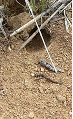A mouse burrow in a paddock