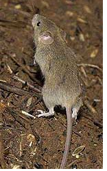 The common house mouse (Mus musculus) in the field