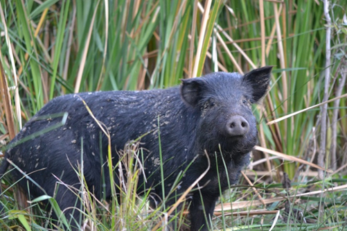 Black feral pig