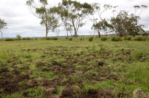 Feral pig damage to farmland 