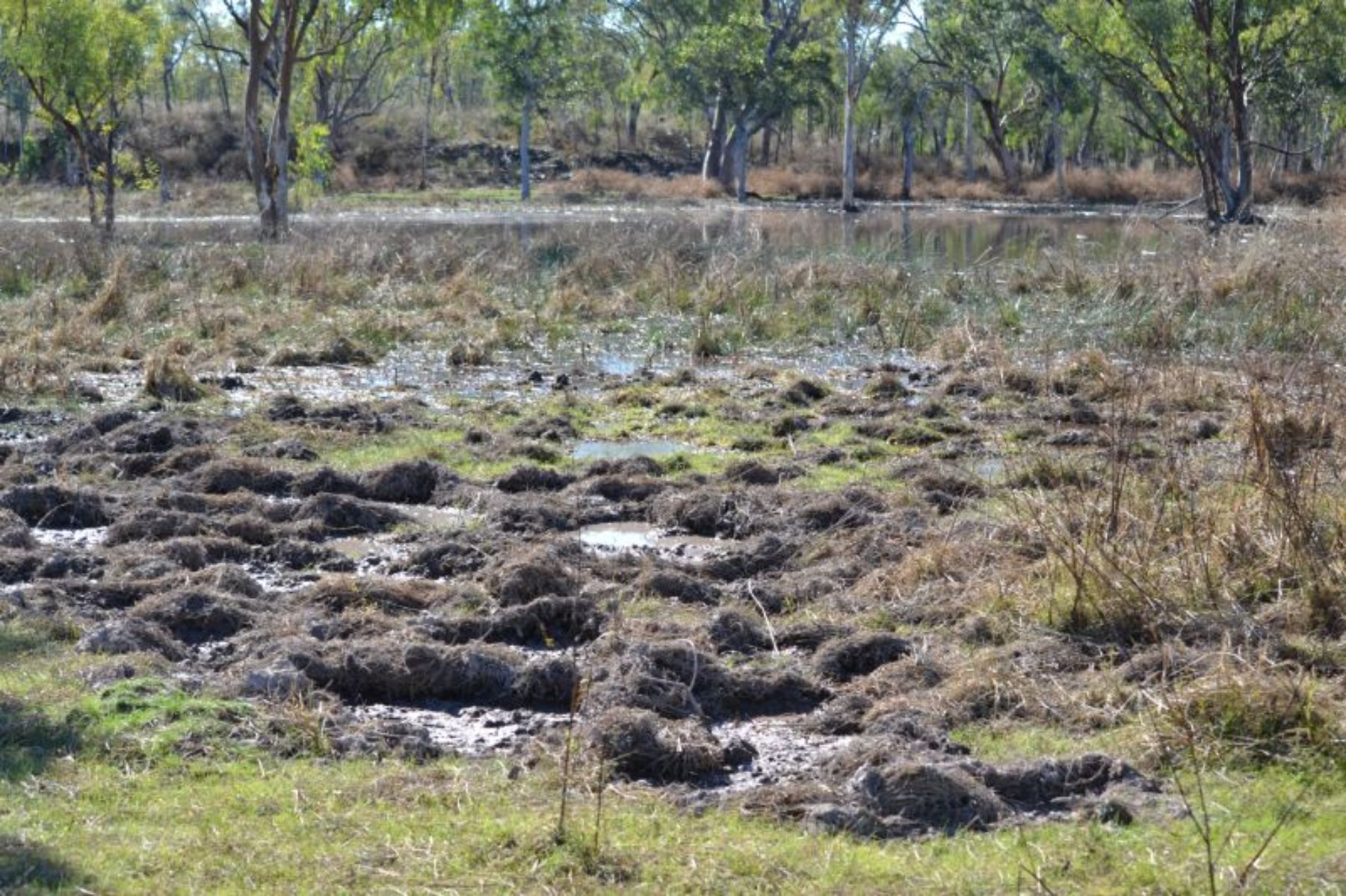 Riverbank covered in mud pits