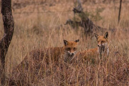 2 red foxes in long grass