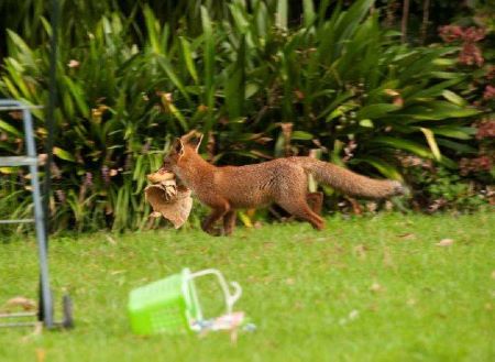 Red fox with prey in a back garden