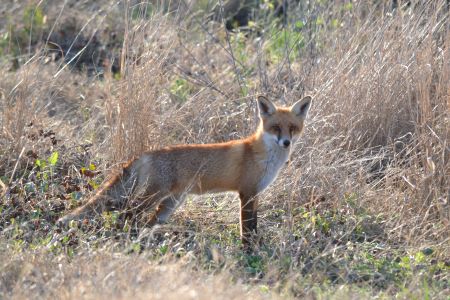 Lone red fox standing in long grass