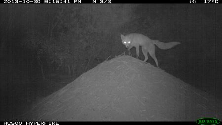 Fox on a hill at night