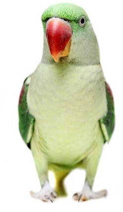 Alexandrine Parakeet 