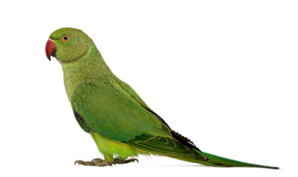 Indian ringneck parrot
