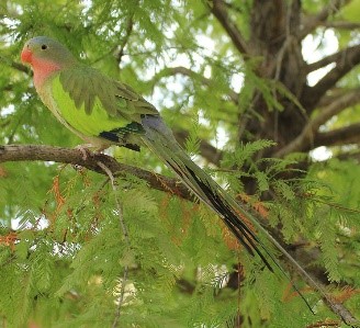 Queen Alexandra’s parakeet