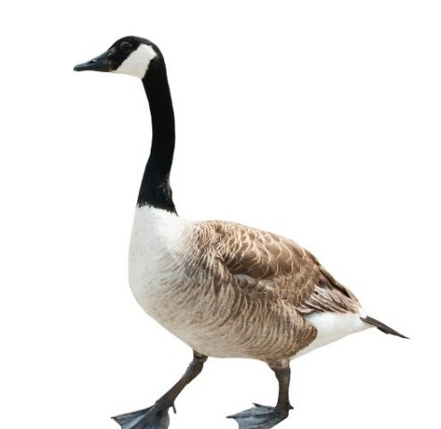 Canada goose