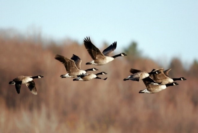 A group of geese flying in the air.