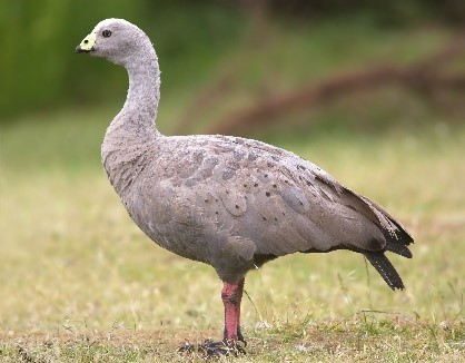 Cape Barren Goose Cape Barren Goose