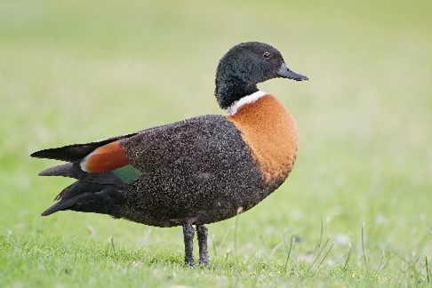 Australian Shelduck Australian Shelduck
