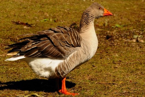 Domestic goose Domestic goose