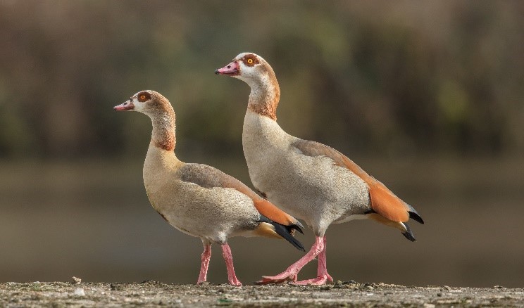 A picture containing bird, aquatic bird, outdoor, beak..