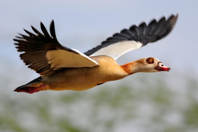 A bird flying in the sky.
