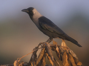 Slender shiny black bird with white/grey section around neck