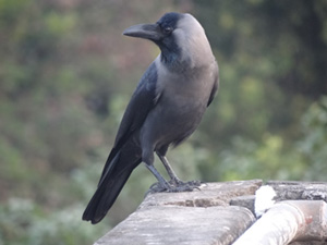 Black and grey bird standing on concrete ledge