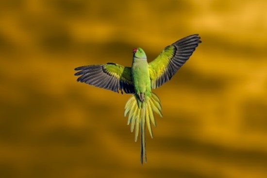 A bird flying in the sky.