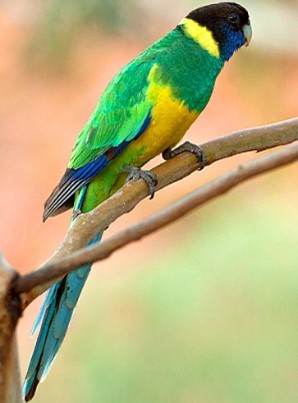 Australian ringneck parrot Australian ringneck parrot